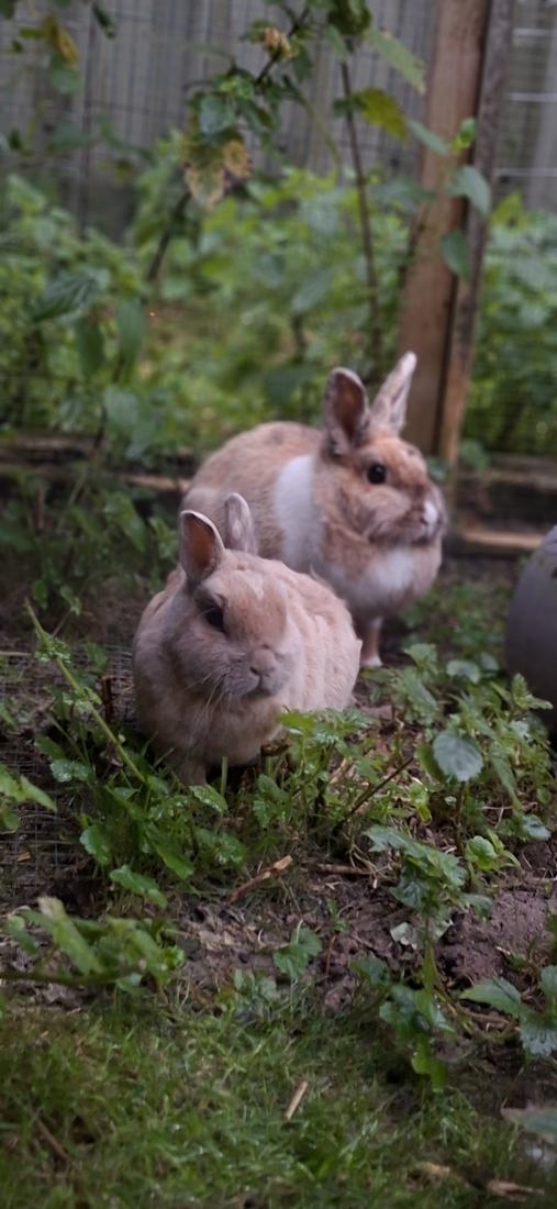 Twee konijnen in een groene ren