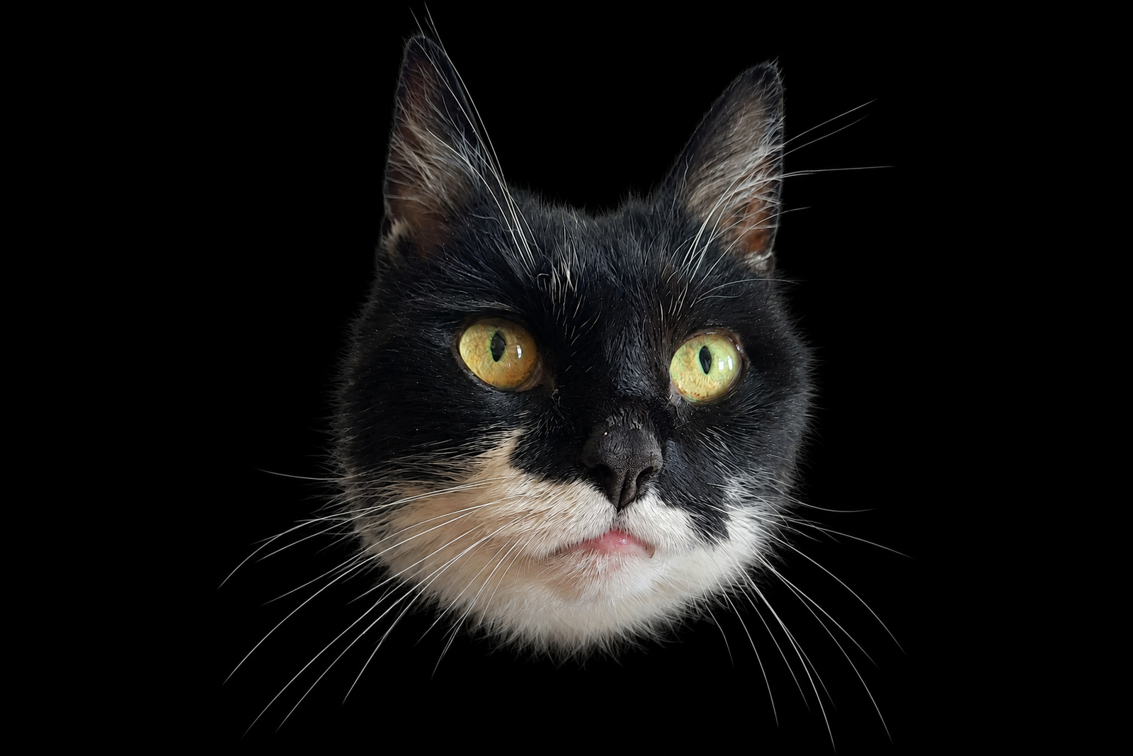 Cyperse kat met priemende gele ogen tegen een zwarte achtergrond