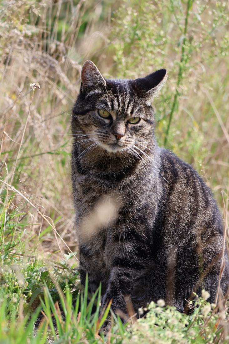 Cyperse kat zittend tussen het hoge gras