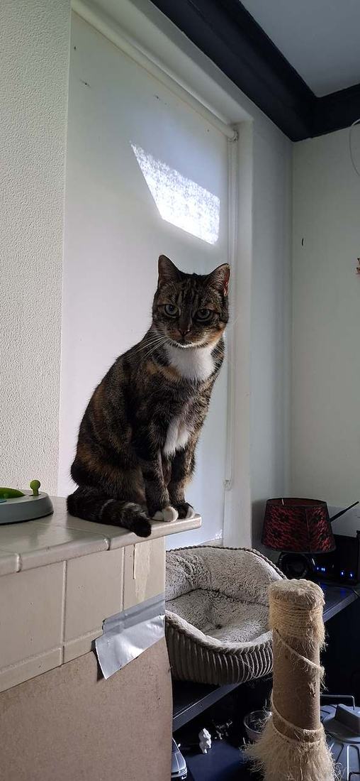 Cyperse kat zittend op een richel bij het raam