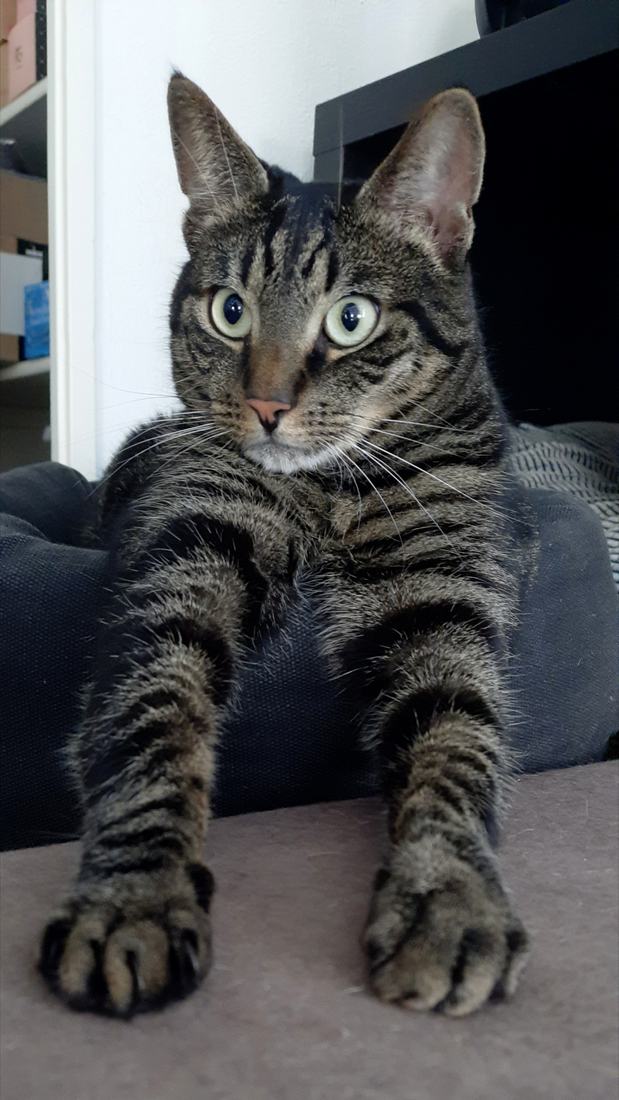 Cyperse kat met uitgestrekte poten, recht de camera in kijkend